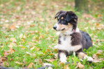 Photo Berger Américain Miniature