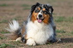 Un Berger Australien Miniature merle avec un air heureux