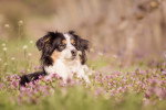 Photo Berger Américain Miniature