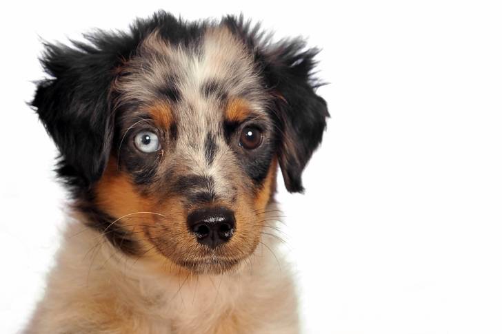 Photo Berger Australien Miniature