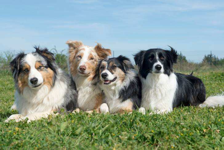 Photo Berger Australien Miniature