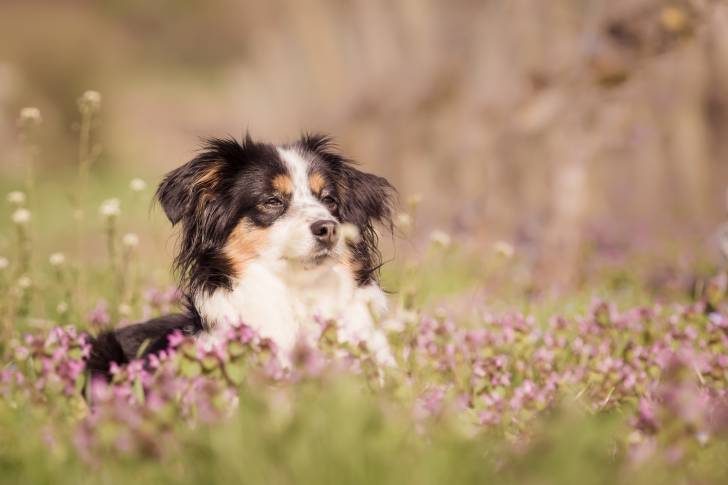 Photo Berger Australien Miniature