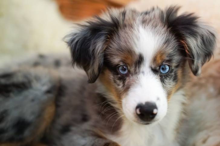 Photo Berger Australien Miniature