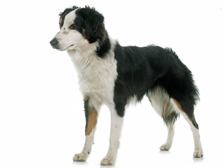 Photo Berger Australien Miniature