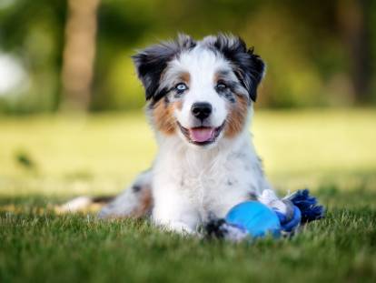 La durée d'engagement avec un chiot