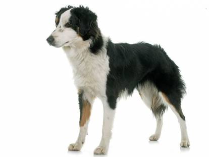 Photo Berger Australien Miniature