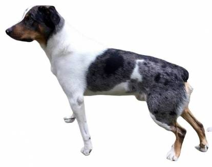 Un Berger des Alpes sur fond blanc