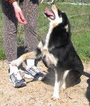 Berger Finnois de Laponie - Berger Finnois de Laponie