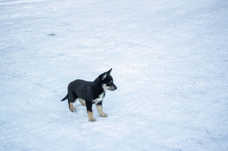 Photo Berger Finnois de Laponie