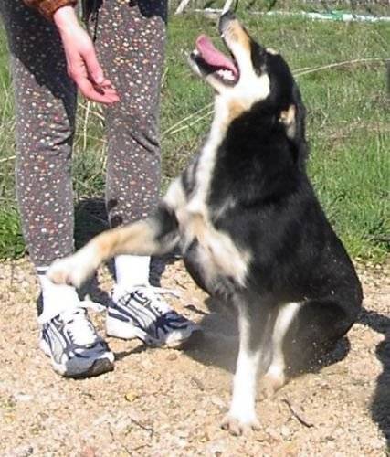 Berger Finnois de Laponie - Berger Finnois de Laponie