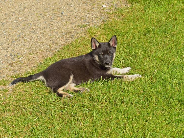 Photo Berger Finnois de Laponie