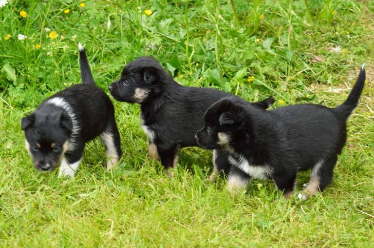 Photo Berger Finnois de Laponie