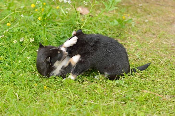 Photo Berger Finnois de Laponie