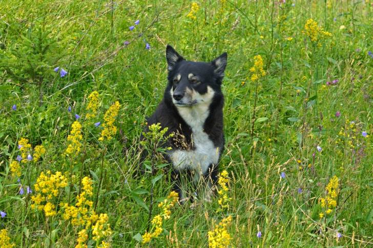 Photo Berger Finnois de Laponie