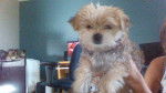 cristal - Bichon Yorkie (3 mois)