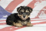 Photo Bichon Yorkie