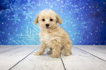 Photo Bichon Yorkie