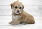 Photo Bichon Yorkie