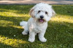 Photo Bichon Yorkie