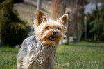 Photo Bichon Yorkie