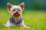 Photo Bichon Yorkie