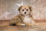 Photo Bichon Yorkie