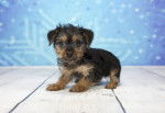 Photo Bichon Yorkie