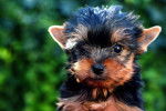 Photo Bichon Yorkie