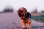 Photo Bichon Yorkie