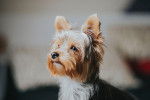 Photo Bichon Yorkie