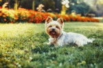Photo Bichon Yorkie