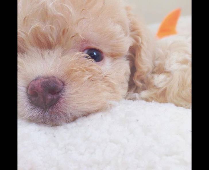 Hachi - Bichon Yorkie Mâle (5 mois)