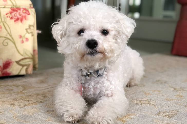 Un Bichon Yorkie blanc allongé sur le sol