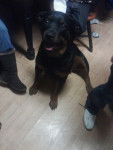 Tessa - Rottweiler (3 ans)