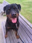 Capone - Rottweiler Mâle (4 ans)
