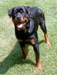 snayper - Rottweiler Mâle (8 mois)
