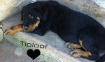 Tiploof - Rottweiler Mâle (4 ans)
