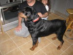 Rayko - Rottweiler M&acirc;le (6 ans)