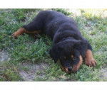 cookie - Rottweiler Mâle (10 mois)