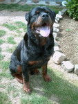 Owen - Rottweiler Mâle (10 ans)