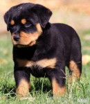 Moniito - Rottweiler (2 ans)