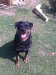 Chloé - Rottweiler (9 ans)