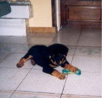 lysa - Rottweiler (6 mois)