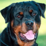 vegas - Rottweiler Mâle (5 ans)