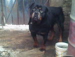 JAK - Rottweiler Mâle (10 ans)