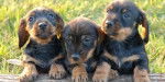 cachorros - Rottweiler (1 mois)