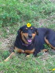 Gracey - Rottweiler (7 ans)