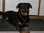 Rek - Rottweiler Mâle (5 mois)