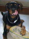 Kaizer - Rottweiler Mâle (7 ans)