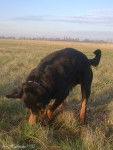 Billy - Rottweiler Mâle (11 ans)